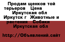 Продам щенков той-терьеров › Цена ­ 6 000 - Иркутская обл., Иркутск г. Животные и растения » Собаки   . Иркутская обл.